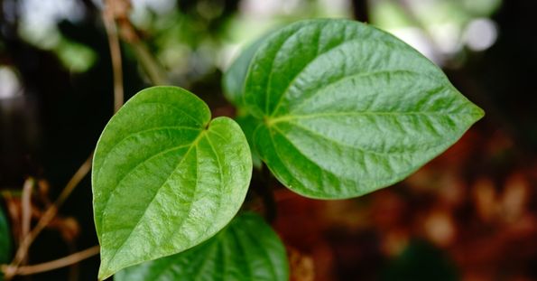 betel leaves